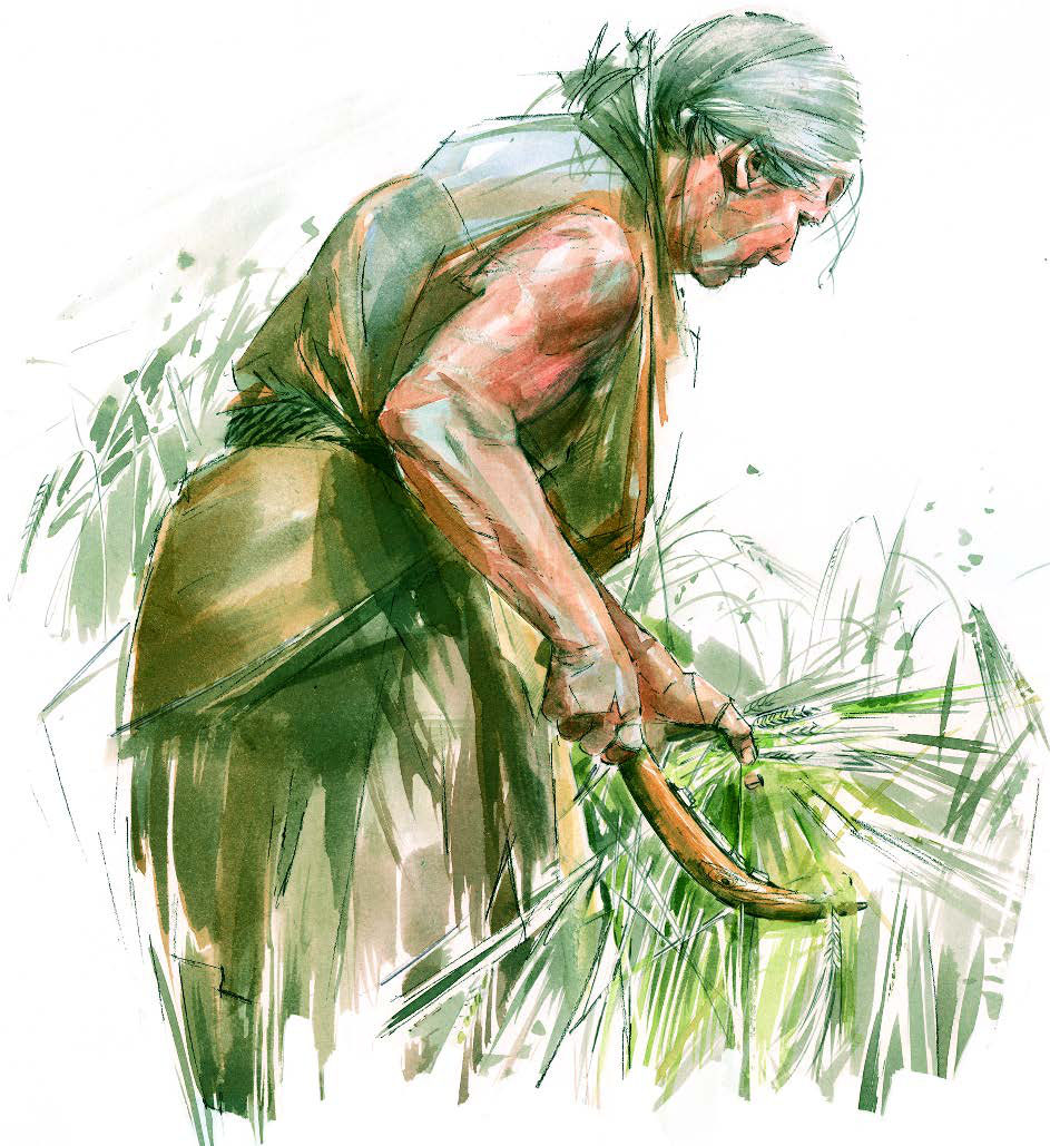 A woman gathering plants