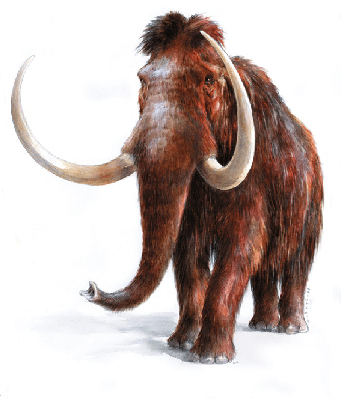 A woolly mammoth